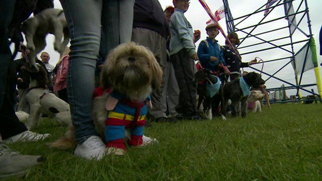 Dogs at the start line