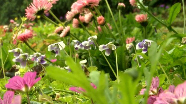 Grass-free floral lawn