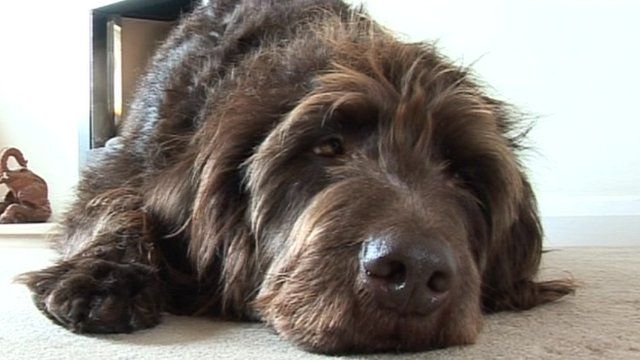 Labradoodle Darwin goes shopping and on holiday with Rachel Nickeas