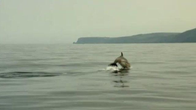 Dolphin in Cardigan Bay