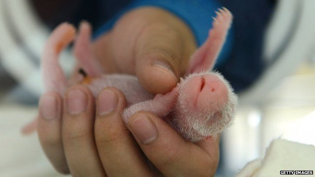 a Chinese worker tending to one of the Giant Panda twins