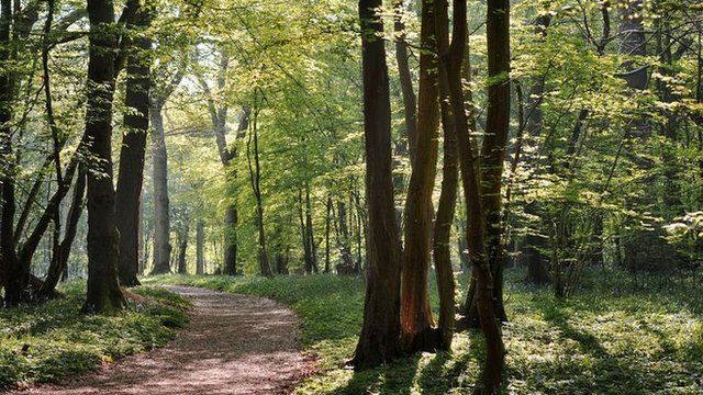 Woodland