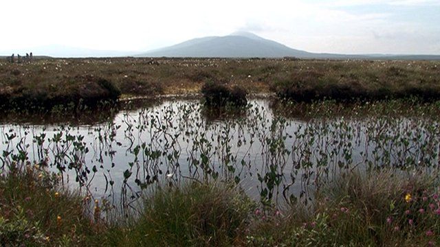Peat bog