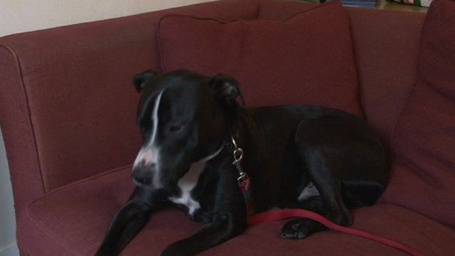 David Pickett's dog Talon