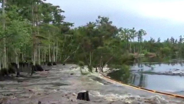 Trees swallowed by sinkhole