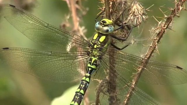 Southern hawker dragonfly