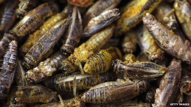 Crickets