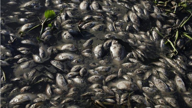 Dead fish floating in the lake near the Olympic site