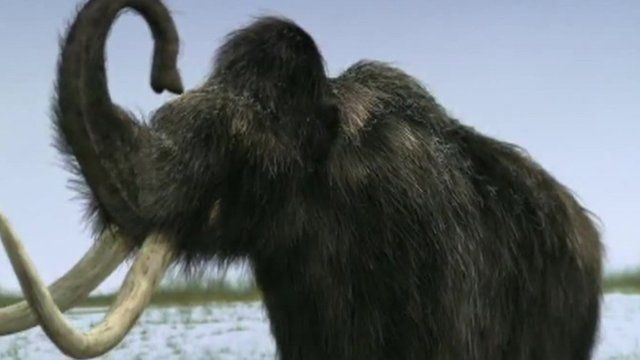 woolly mammoth