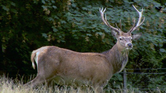 Stag