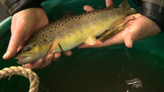 Upper Medway fish