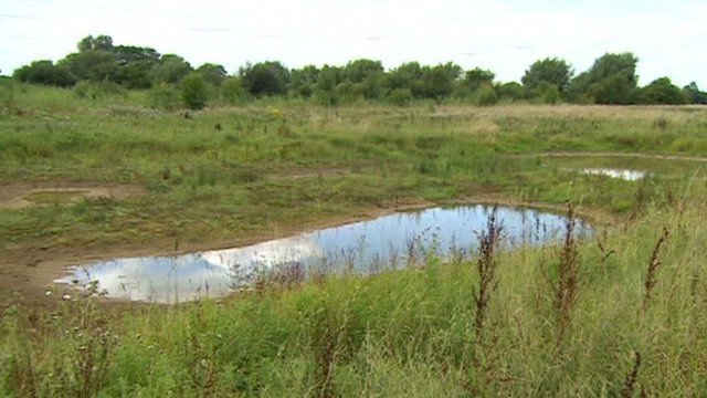 Wetland along the River Thames