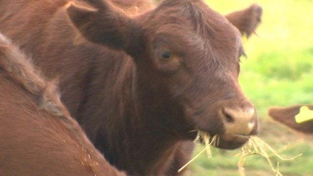 Cow