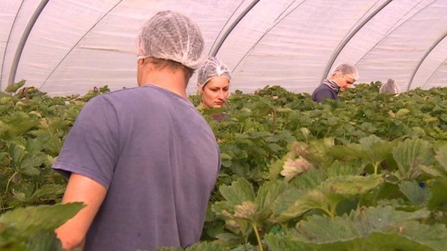 Agricultural workers