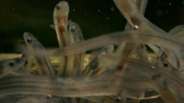 Eels