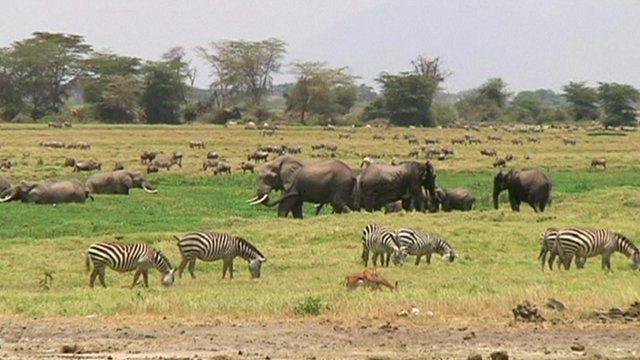 Elephants, rhinos, gazelles and zebras are grazing in Amboseli and Kilimanjaro landscape