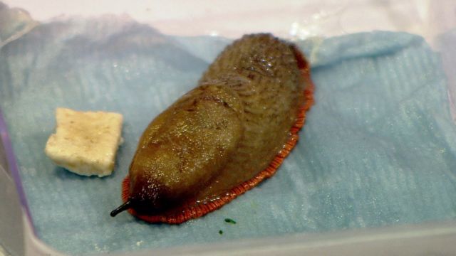 Spanish slug