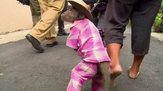 Monkey being led away by officials