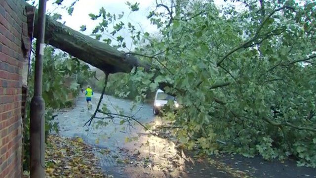 A fallen tree blocks traffic
