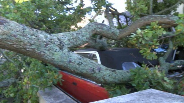 Car crushed by branch