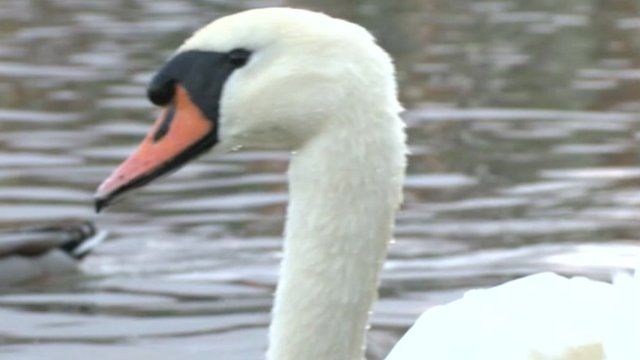 A swan at Radipole Lake in Weymouth