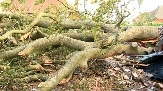 Tree brought down power lines