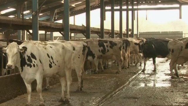 A cow shed