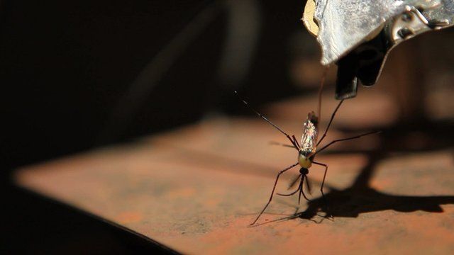 A mosquito which features as part of an art exhibition in Glasgow