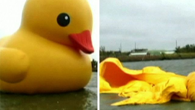 Giant duck before and after it deflated