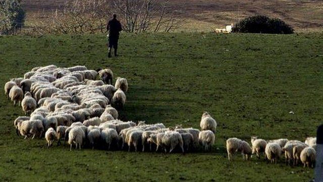 Sheep