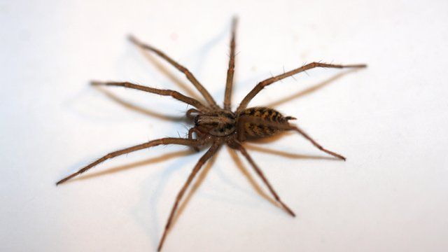 How often are spiders found in supermarket fruit? - BBC News