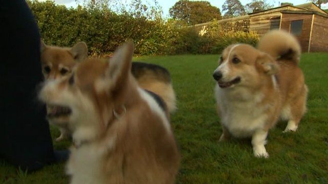 Corgwn Penfro