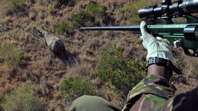 A Kenya Wildlife Services (KWS) vet prepares to shoot a tranquilizer dart at a wild male black rhino