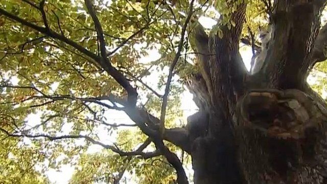 Giant oak in Minchenden Oak Garden