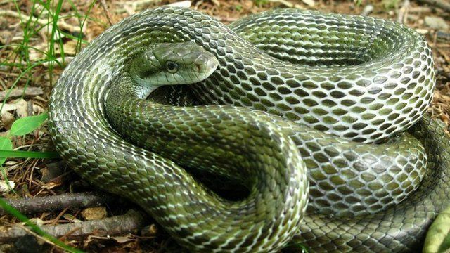 Rat snake