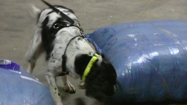 Sniffer dog