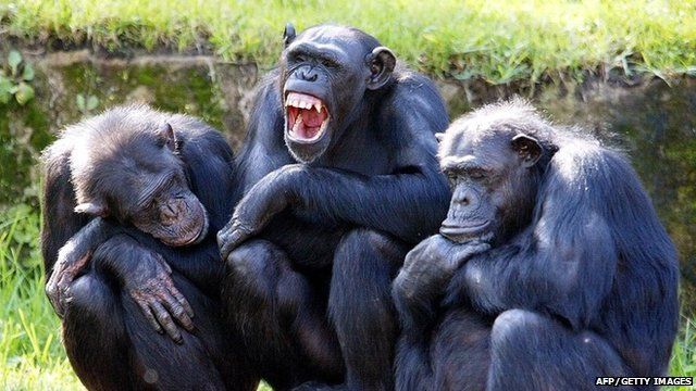 Group of chimps
