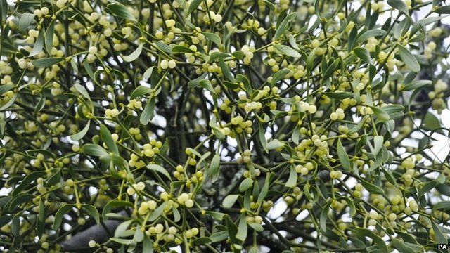 Mistletoe at Cotehele