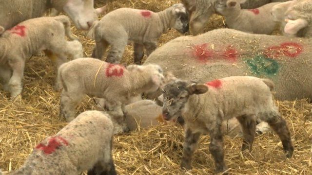 Lambs on David Barber's farm