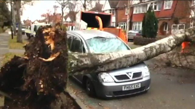 A tree crashed on a car