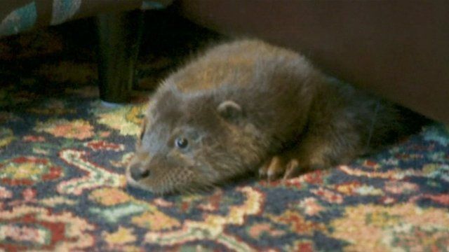 Conrad the otter