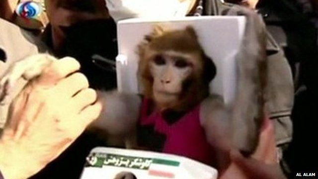 Monkey