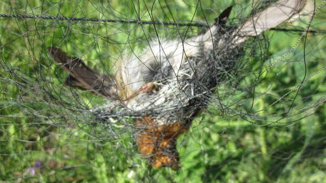 Robin in a mist net