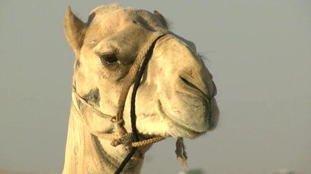 Camel