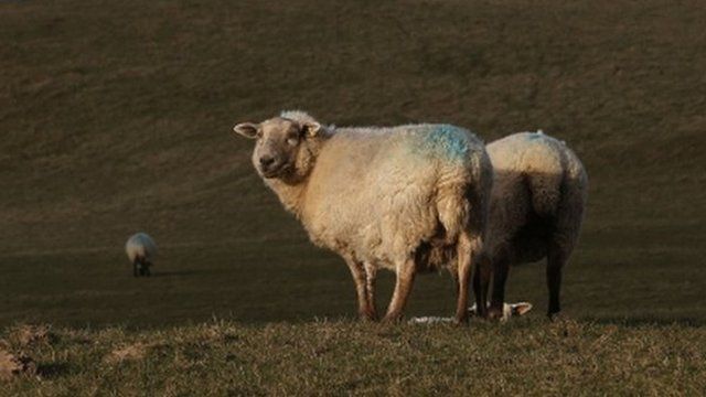 Sheep