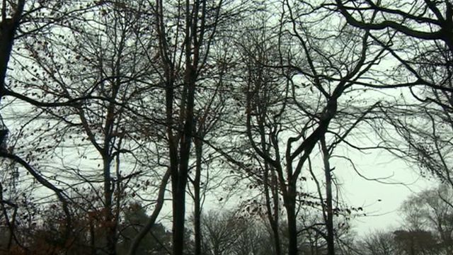 trees