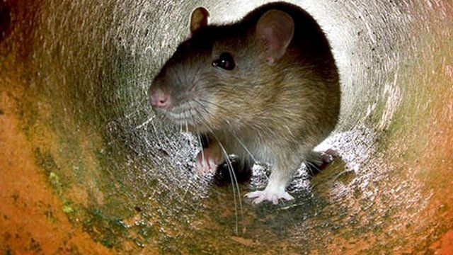 A rat in a tunnel
