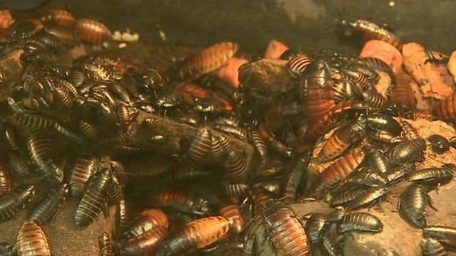 Cockroaches