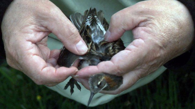 Man holding a phalarope