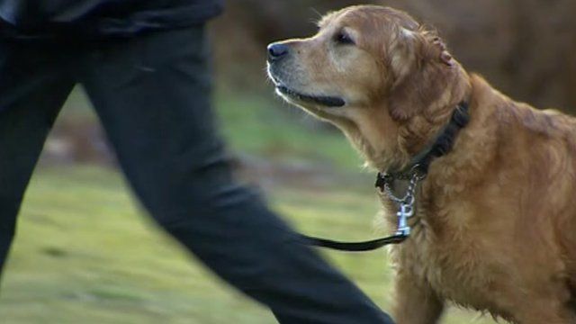 Dog being walked